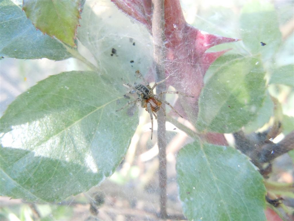 Agelena labyrinthica
